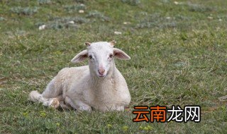羊腩肉在哪个部位 羊腩肉所在部位是哪里