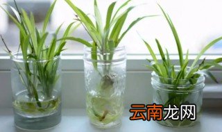 室外观赏水培植物有哪些，室内水培植物有哪些
