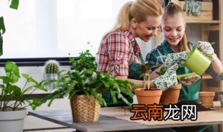 什么爬藤植物四季常青 什么爬藤植物四季常青还开花