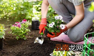 不喜阳光的植物有哪些 不喜阳光的植物有哪一些