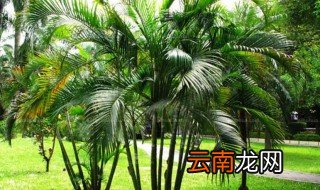 什么植物喜阴耐寒 什么植物喜阴耐寒好养活