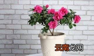 杜娟喜阳还是喜阴，杜娟喜阳吗