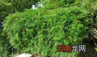 都有什么样的植物是爬蔓的植物