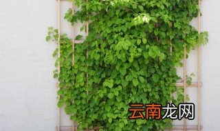 冬天不掉叶子的爬藤植物 什么爬藤植物冬天不落叶