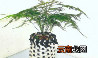 植物喜欢什么颜色的光? 植物喜欢什么颜色的光