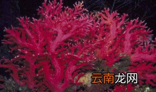 红珊瑚是动物吗 红珊瑚是动物还是植物
