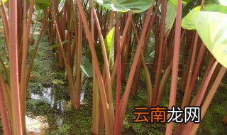 芋荷梗是什么 芋荷梗的吃法