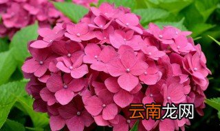 哪些花喜水耐阴 什么开花植物喜水耐阴