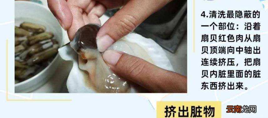 扇贝怎么清洗