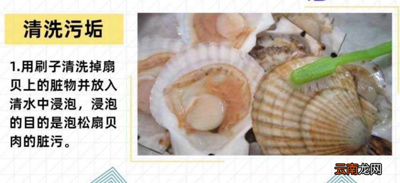扇贝怎么清洗