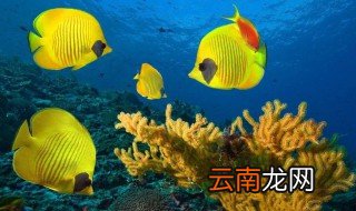 海底植物的种类 海底动植物的介绍