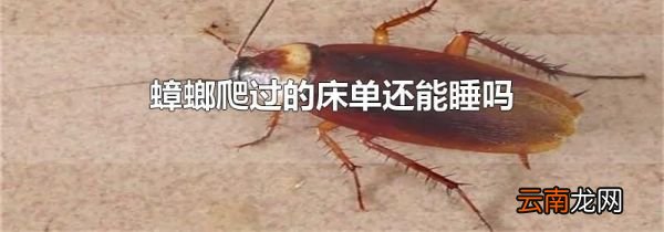 蟑螂爬过的床单还能睡吗