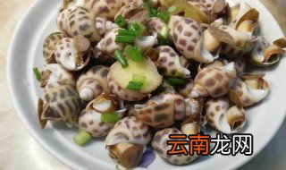 怎样挑选花螺 挑选花螺的技巧