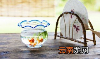 新缸养水几天可以放鱼 养水几天可以放鱼
