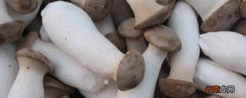 清炒杏鲍菇怎么炒好吃