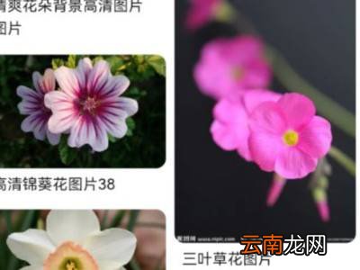 网页图片怎么保存
