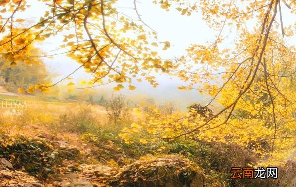 南川银杏村在什么地方