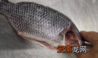 罗非鱼做鱼生有寄生虫吗 罗非鱼做鱼生有没有寄生虫