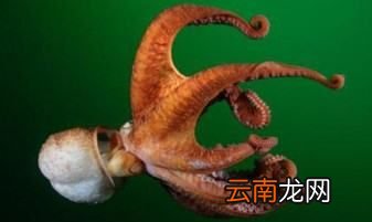 章鱼几条腿，章鱼有几条腿
