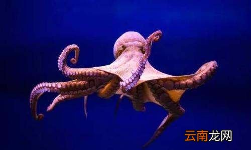 章鱼几条腿，章鱼有几条腿