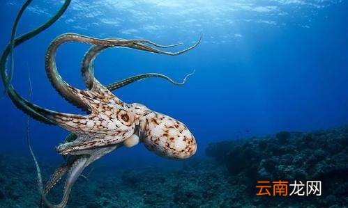 章鱼几条腿，章鱼有几条腿