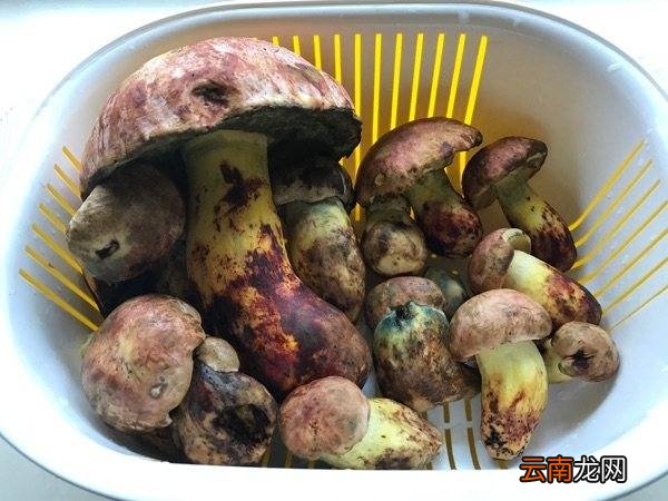 菌子怎么炒好吃