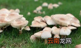 什么是蘑菇圈蘑菇圈是怎样形成的
