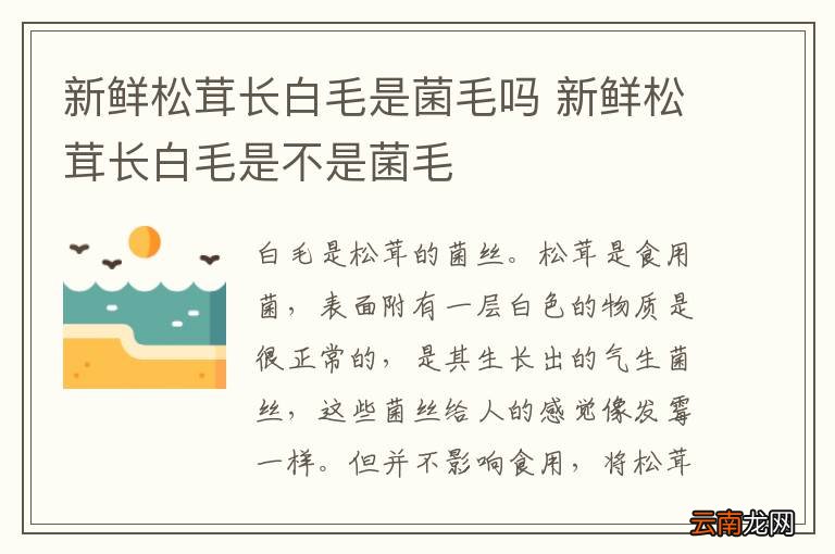 新鲜松茸长白毛是菌毛吗 新鲜松茸长白毛是不是菌毛