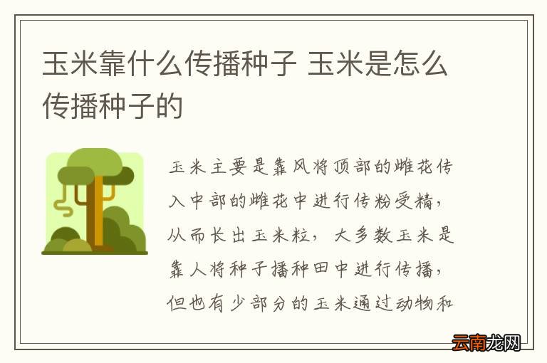 玉米靠什么传播种子 玉米是怎么传播种子的
