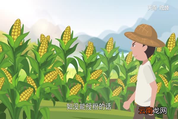玉米靠什么传播种子 玉米是怎么传播种子的