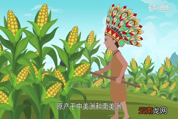玉米靠什么传播种子 玉米是怎么传播种子的