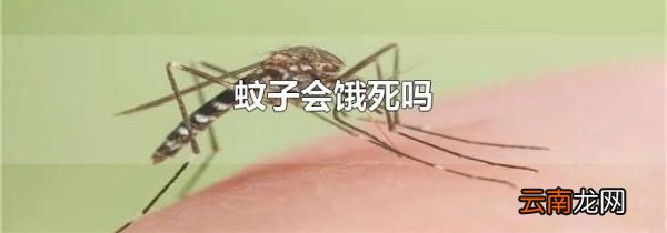 蚊子会饿死吗