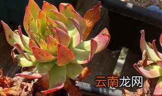 仙女杯要深盆还是浅盆用哪个更好 仙女杯深盆与浅盆的选择