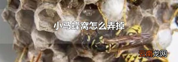 小马蜂窝怎么弄掉