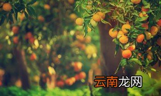 沙糖桔可以放冰箱保鲜吗 砂糖桔能放冰箱保鲜吗