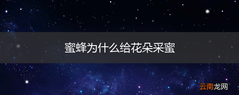 蜜蜂为什么给花朵采蜜