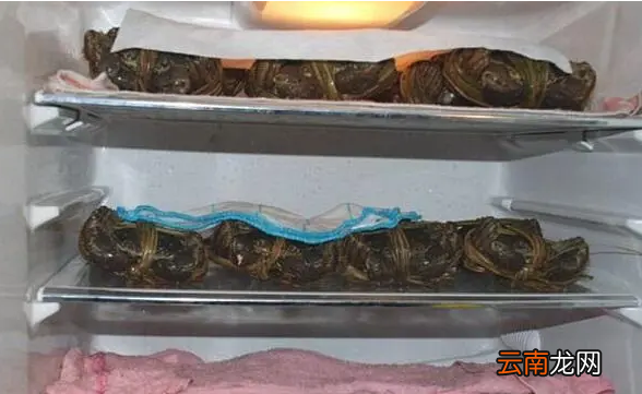 如何保存大闸蟹存活，大闸蟹怎么保存能存活更久视频