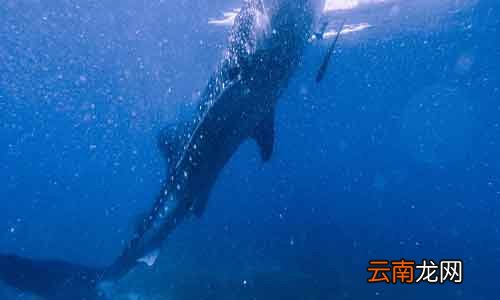 一鲸落万物生什么意思 鲸落的隐性含义
