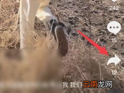 抖音怎样上传一左一右视频