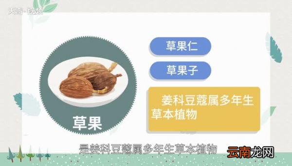 草果是什么 草果是什么东西