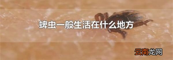 蜱虫一般生活在什么地方