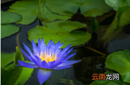 水生动物有哪些，家乡常见的水生动物有哪些