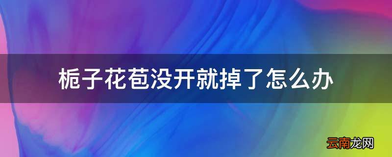 栀子花苞没开就掉了怎么办