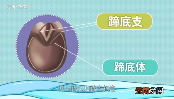 马蹄是马的指甲还是脚丫子 马蹄子实际上是马的什么