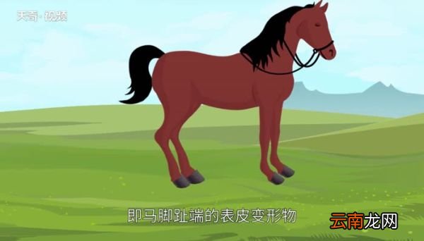 马蹄是马的指甲还是脚丫子 马蹄子实际上是马的什么