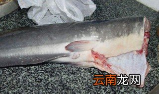 鲶鱼怎么去除粘液 鲶鱼去除粘液的方法