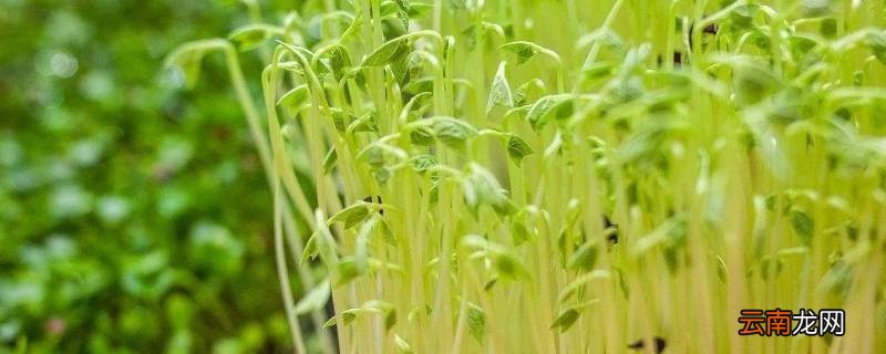 清炒豆苗怎么炒好吃