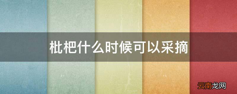 枇杷什么时候可以采摘