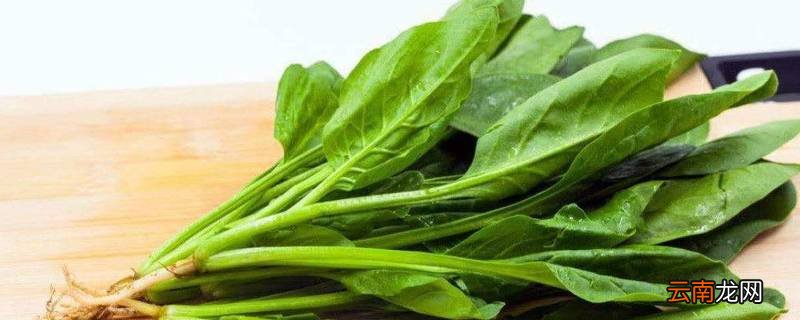 清炒菠菜怎么炒