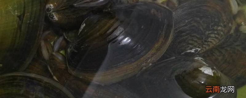 河蚌肉怎么炒